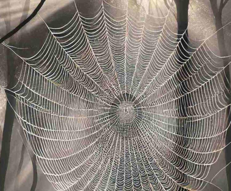 A close-up view of a spider 's web, capturing the delicate artistry of its design in the morning light.